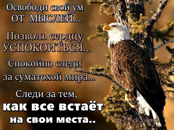 Освободи свой ум от мыслей. Освободи свой ум от мыслей позволь сердцу. Освободи свой ум от мыслей позволь сердцу успокоиться Лао-Цзы. Освободи ум от мыслей позволь сердцу успокоиться спокойно следи.