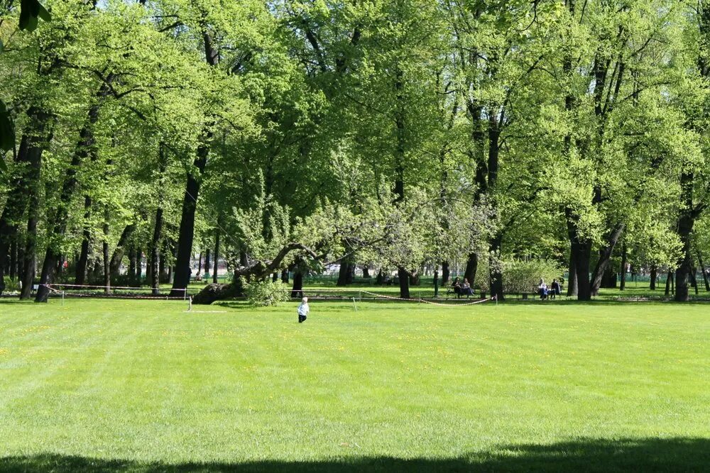 старый дуб в михайловском саду. дуб черешчатый сокольники. дуб черешчатый михайловский сад. лопуховский сад санкт-петербург. михайловский сад санкт-петербург деревья.