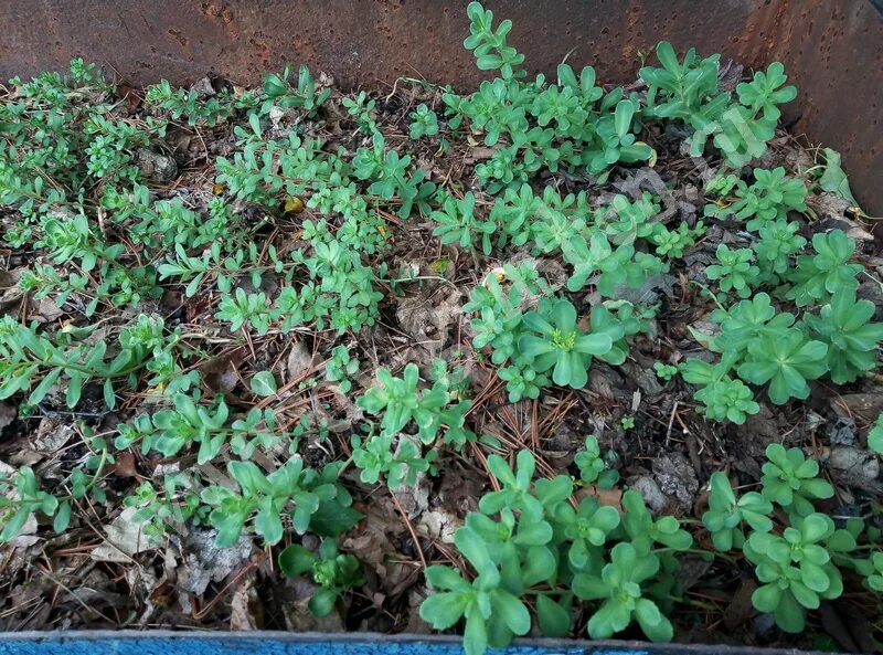 Родиола розовая семена. Родиола розовая рассада. Rhodiola rosea (родиола) семена. Родиола розовая саженцы. Золотой корень семена.