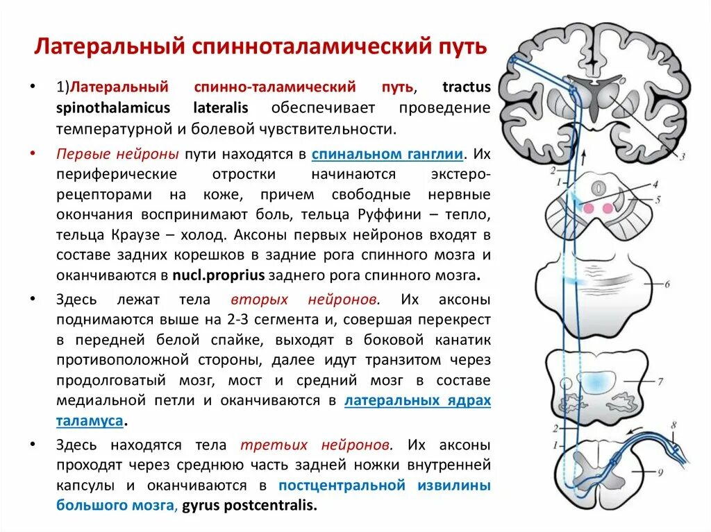 Латеральный спинно-таламический путь. Спиноталамический проводящий путь латеральный. Спинно таламический путь неврология. Латеральный спиноталамический путь схема.