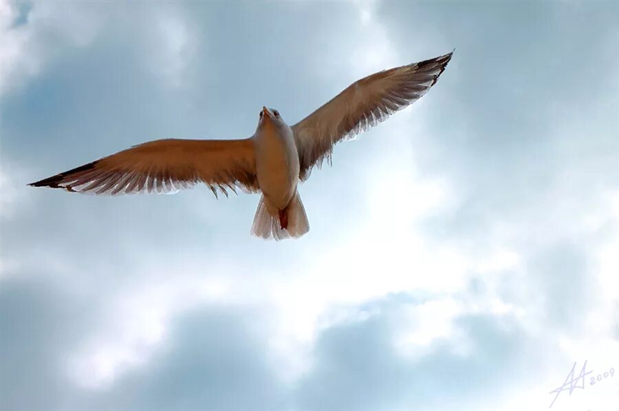Свободный полет птицы. Птица в полёте Свобода. Птица летит вверх. Свобода летящие птицы.