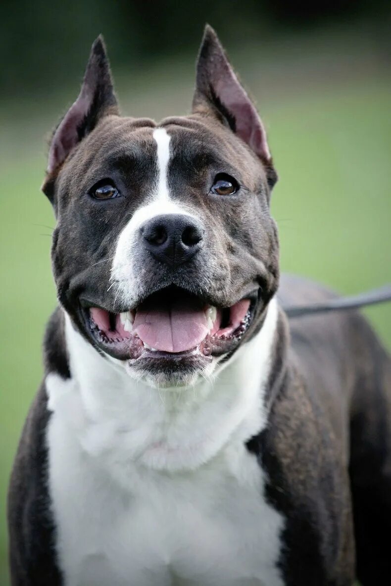 стаффордширский терьер амстафф. аргентинский стаффордширский терьер. ам стаффордширский терьер. американский стаффордширский терьер серый. американский стаффордширский терьер.