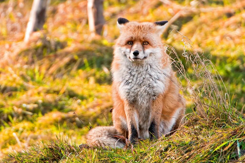 Огнёвка Вятская лиса. Кудрявая лиса. Заставка на рабочий стол лиса. Фото Лис. Take fox