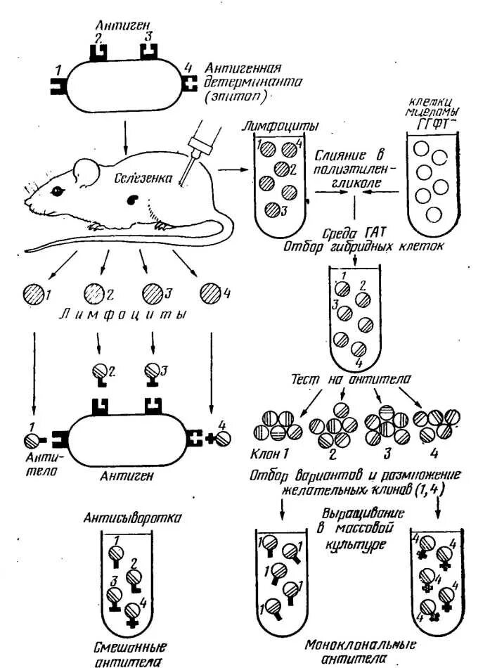 Методы получения моноклональных антител. Схема получения моноклональных антител. Методы получения моноклональных антител иммунология. Схема гибридомной технологии получения моноклональных антител. Получение гибридов на основе соединения клеток