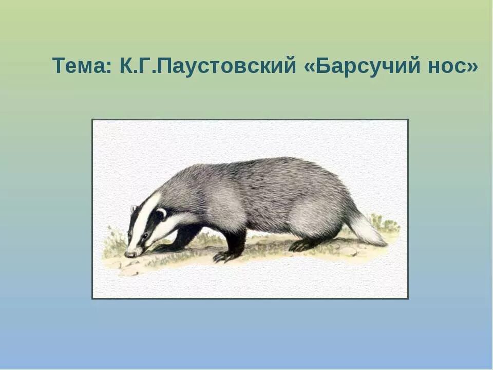 Произведение барсучий нос. Паустовский барсук барсучий нос. План барсучий нос Паустовский 3 класс. Паустовский барсучий нос 3 класс. Толстовский барсучий нос.