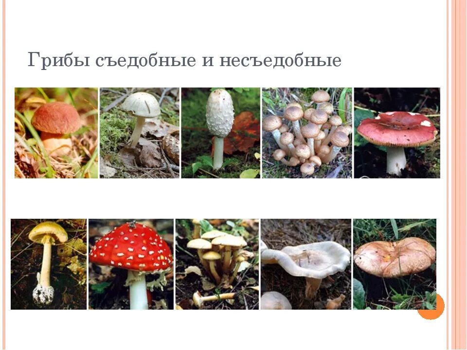 Несъедобные грибы названия. Грибы: съедобные и несъедобные. Съедобные грибы. Название съедобных грибов.