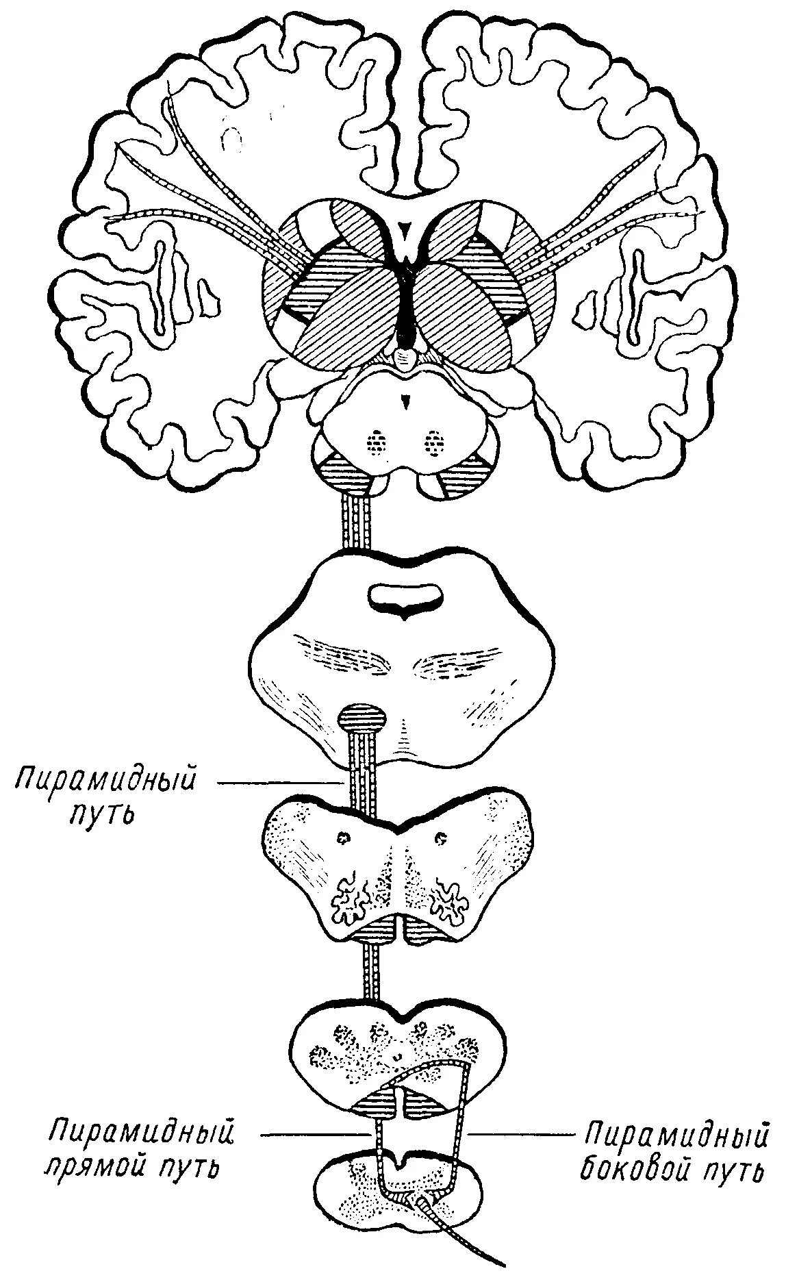 Структуры пирамидного пути. Двигательные пути пирамидной системы. Структуры пирамидного пути. Структуры пирамидного пути. Кортико спинальный путь схема.