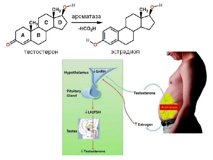 Превращение тестостерона в эстрадиол. Ароматизация тестостерона в эстрадиол. Тестостерон в жироыой ткани. Тестостерон ароматаза в эстрадиол.