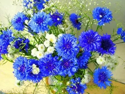 Васильки женское