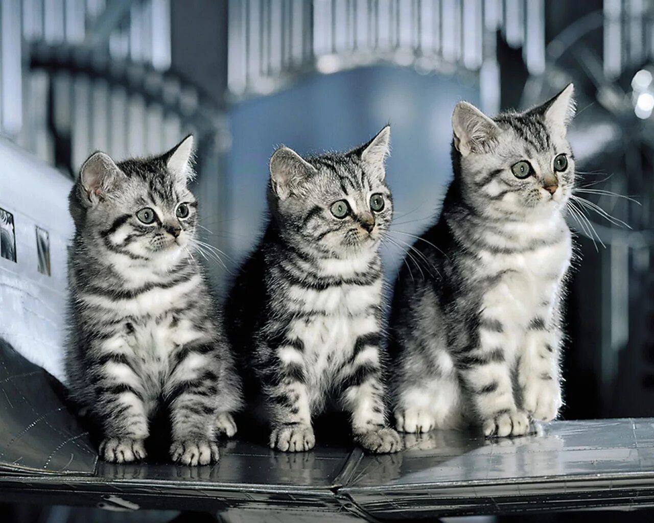 Реклама кошачьего