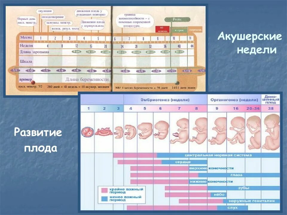2 период беременности. Беременность по акушерским неделям. Акушерский срок и эмбриональный. Беременность изменения в организме. Срок беременности в неделях.