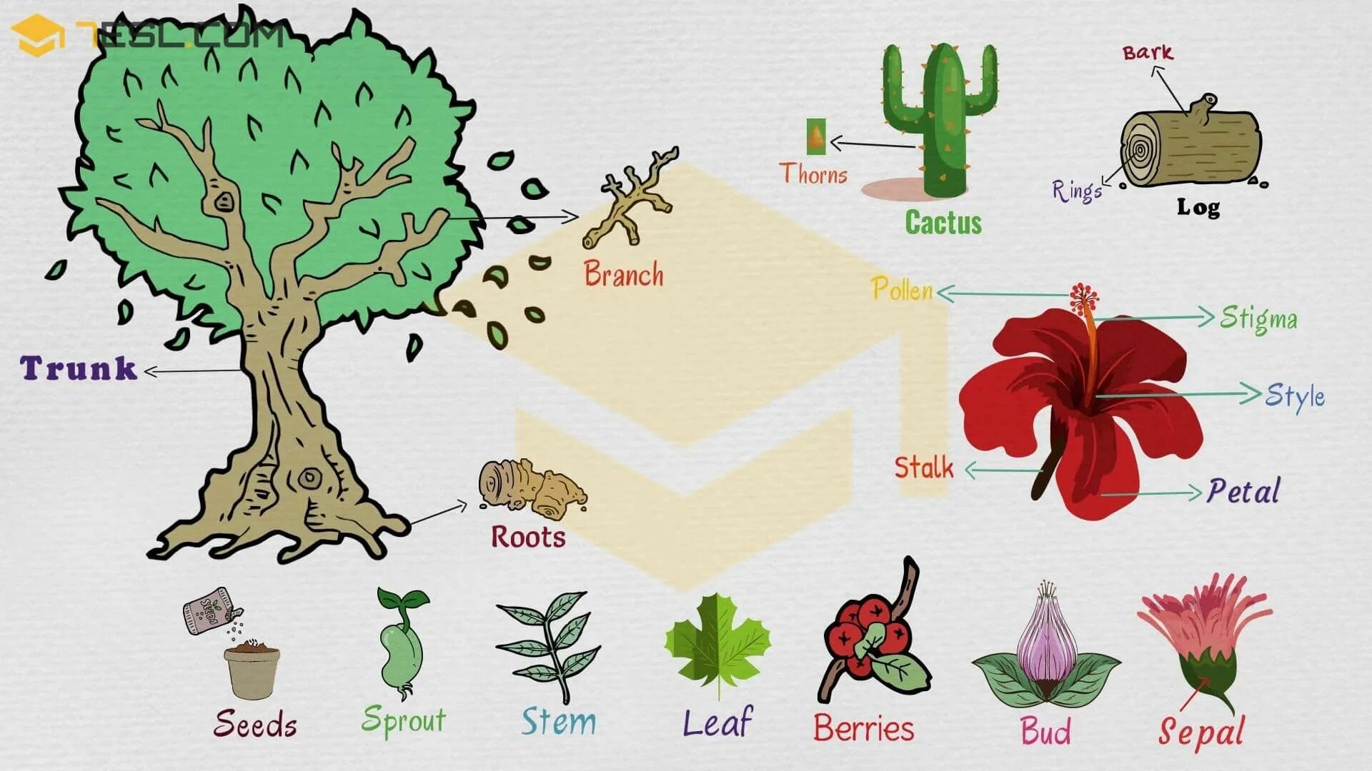 Plants english. Деревья на английском. Растения на английском. Названия деревьев на английском. Названия растений на англ.