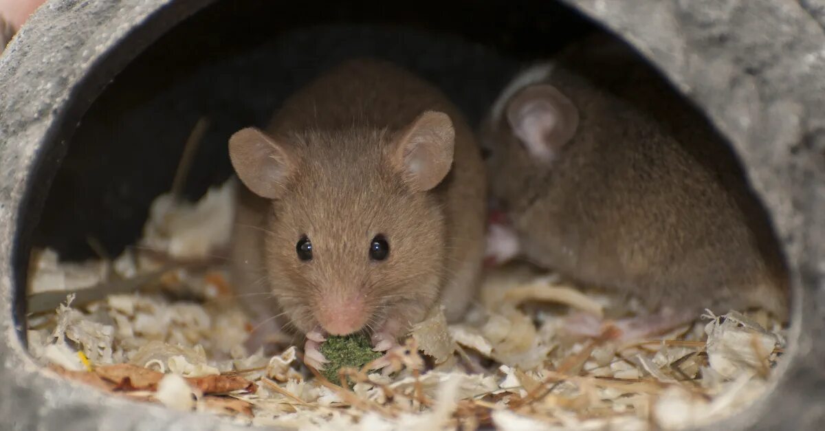 Экспериментатор поместил домовую мышь. Домовая мышь. Домовая мышь размер. Мышка домовая размер. Домовая мышь гнездо.