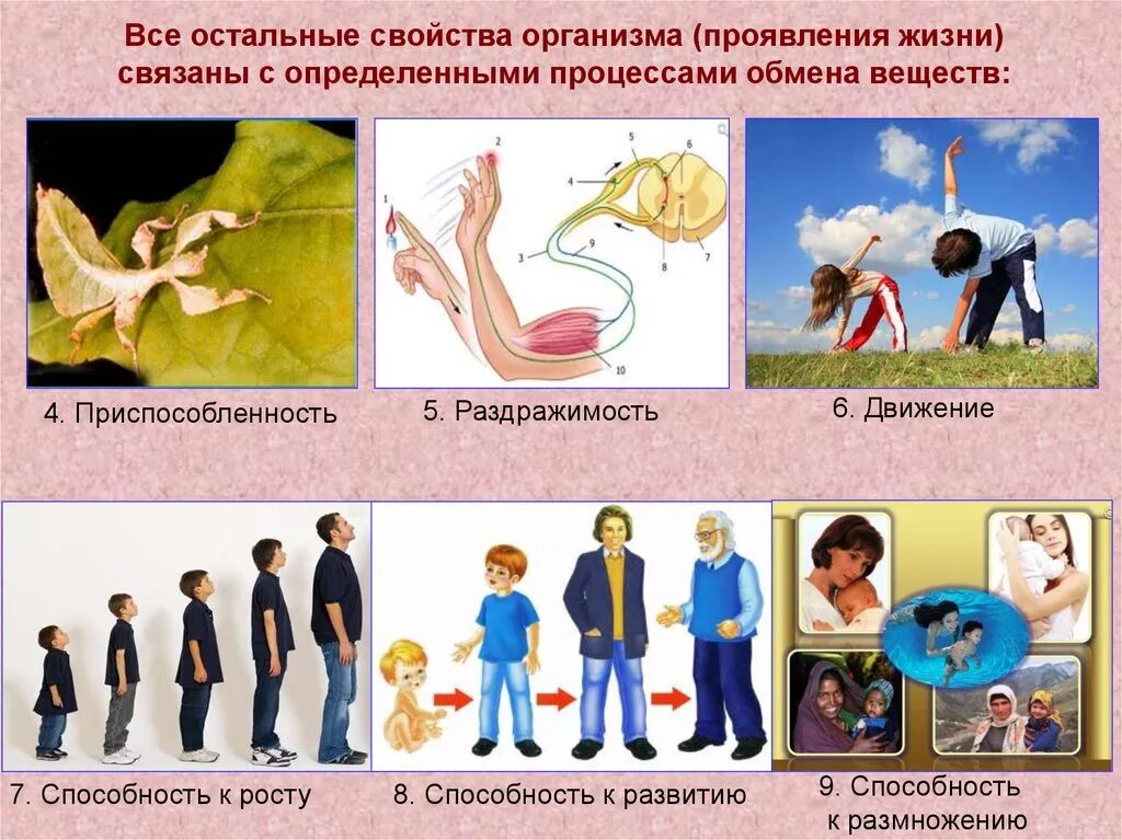 Факторы живого организма основные. Свойство живых организ. Свойства не живых организмов. Свойства живыхоргзанизиов. Свойства неживых организмов.