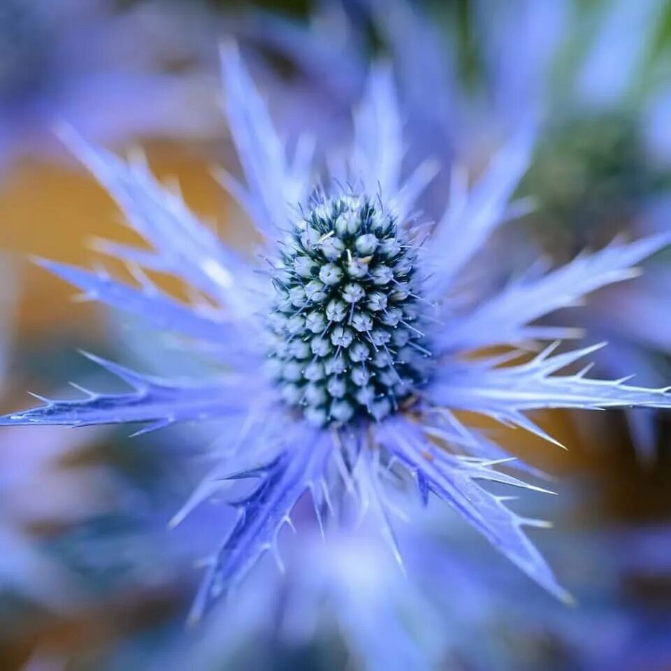 Eryngium planum blue hobbit. Синеголовник (eryngium). Синеголовник блю хоббит. Синеголовник planum. Репейник синеголовник.