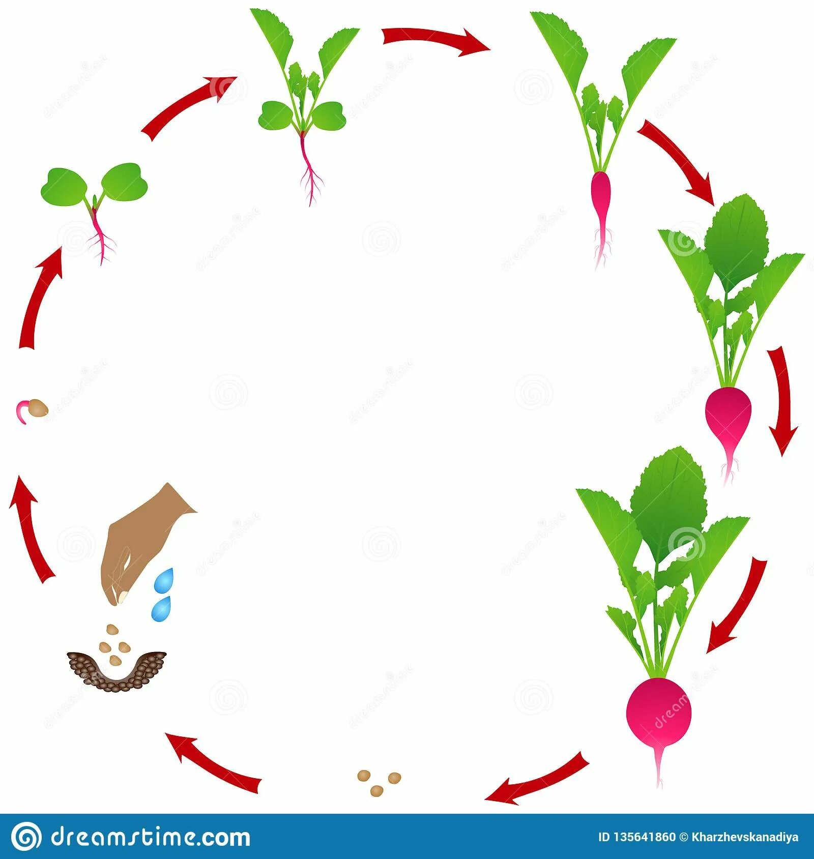 Стадии развития редиски. Цикл роста редиса. Жизненный цикл редиса. Схема роста редиса.