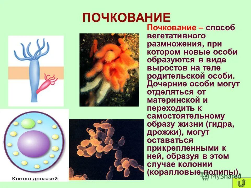 Организм который размножается вегетативно. Вегетативное размножение надземными побегами. Фрагментация примеры растений. Как происходит вегетативное размножение растений 6 класс. Почкование примеры.