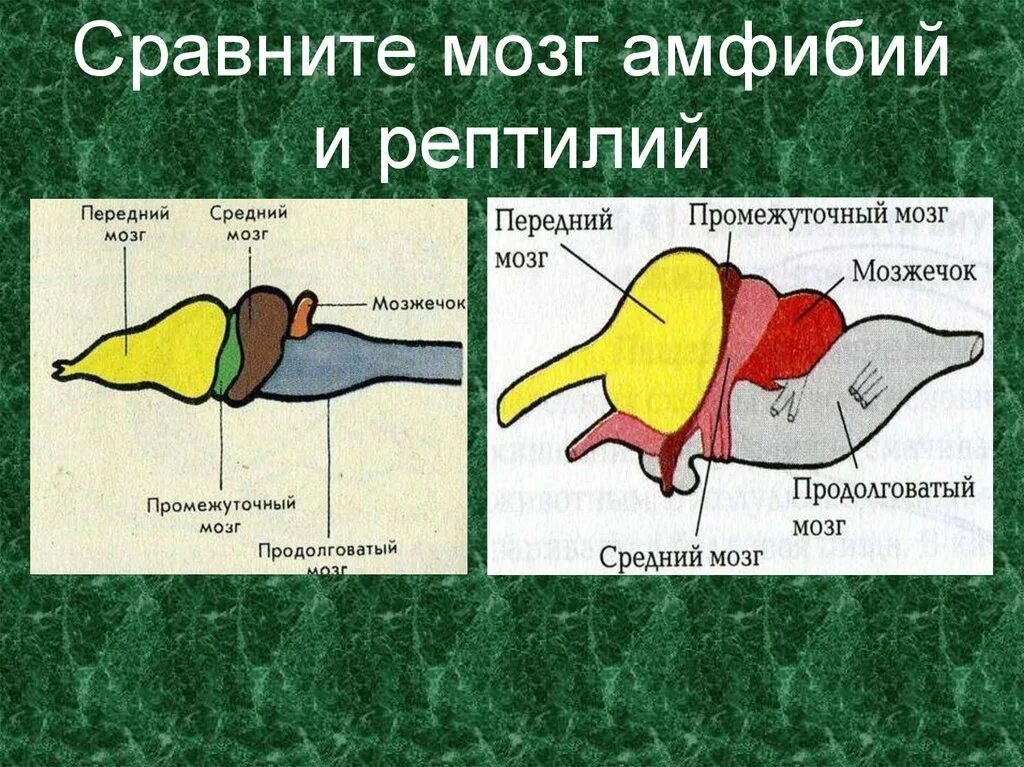 Головной мозг птиц отличается от земноводных