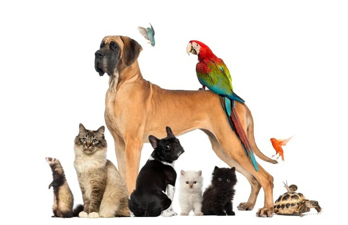 Together pet. Домашний питомец. Кошки и собаки. Передержка животных. Разные животные вместе.