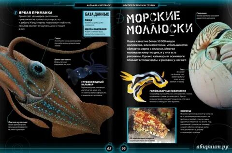 Справочник подводные обитатели