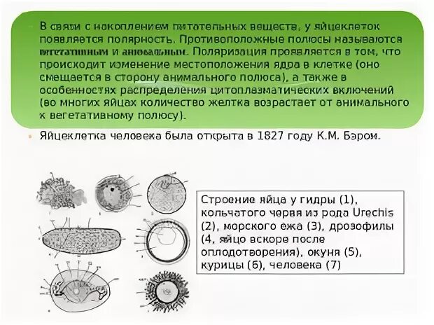 Яйцеклетка содержит запас питательных