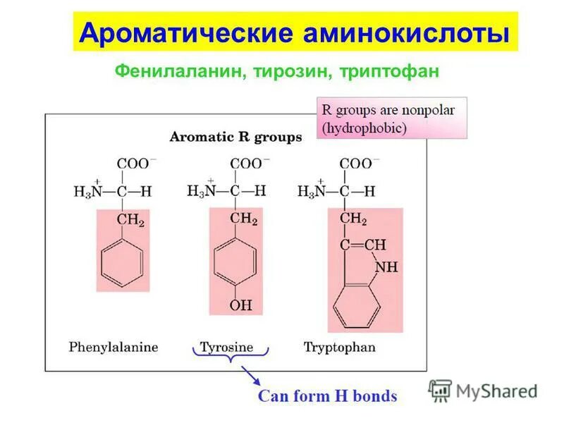 Фенилаланин тирозин триптофан. Фенилаланин PH. Тирозин аминокислота.