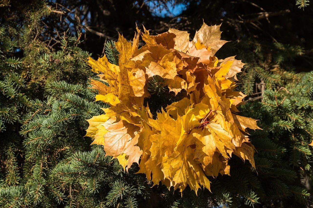 Ель листья. Лист ели осенью. Лист ели осенью. Ель осенью. Осенняя елочка.