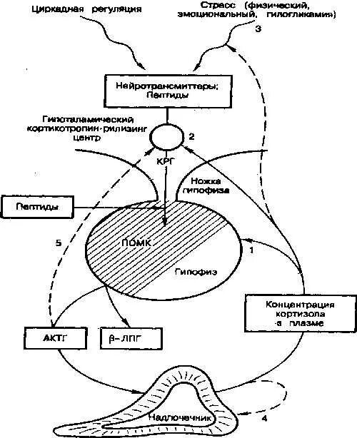 Гипоталамо гипофизарная система надпочечников. Гипоталамо-гипофизарно-надпочечниковой оси. Схему гипоталамо-гипофизарной регуляции секреции кортизола.