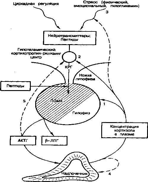 Гипофиз надпочечников. Гипоталамо гипофизарная система надпочечников. Гипоталамо-гипофизарно-надпочечниковой оси. Схему гипоталамо-гипофизарной регуляции секреции кортизола.