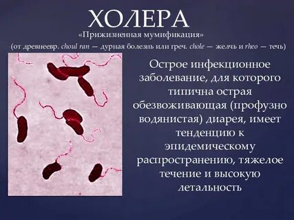 Холерный эмбрион