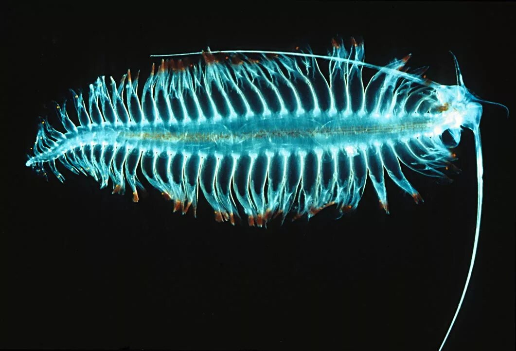 Морской фитопланктон. Морские многощетинковые черви. Многощетинковые полихеты. Полихеты глубоководные черви. Глубоководные многощетинковые черви.