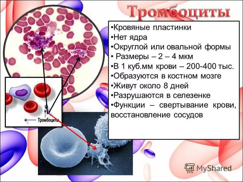 Что делают тромбоциты. Тромбоциты. тромбоциты кровяные пластинки. строение тромбоцитов в крови человека. тромбоциты свертывание крови.