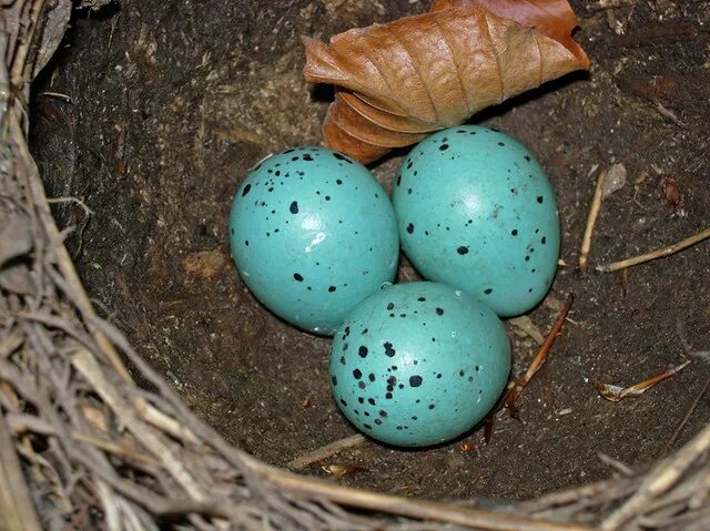 Яйца скворцов фото. Странствующий Дрозд яйца. Яйца певчего дрозда. Голубые яйца дрозда. Голубые яйца странствующего дрозда.