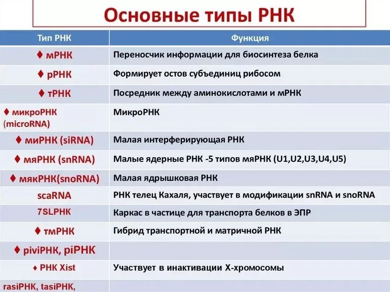 Виды рнк характеристика. Сравнительная таблица видов РНК. Виды и функции РНК. Основные типы РНК. Три основных типа РНК.