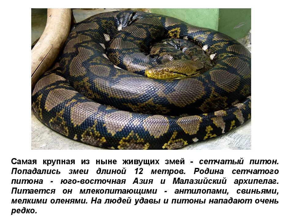 О питоне для 1 класса