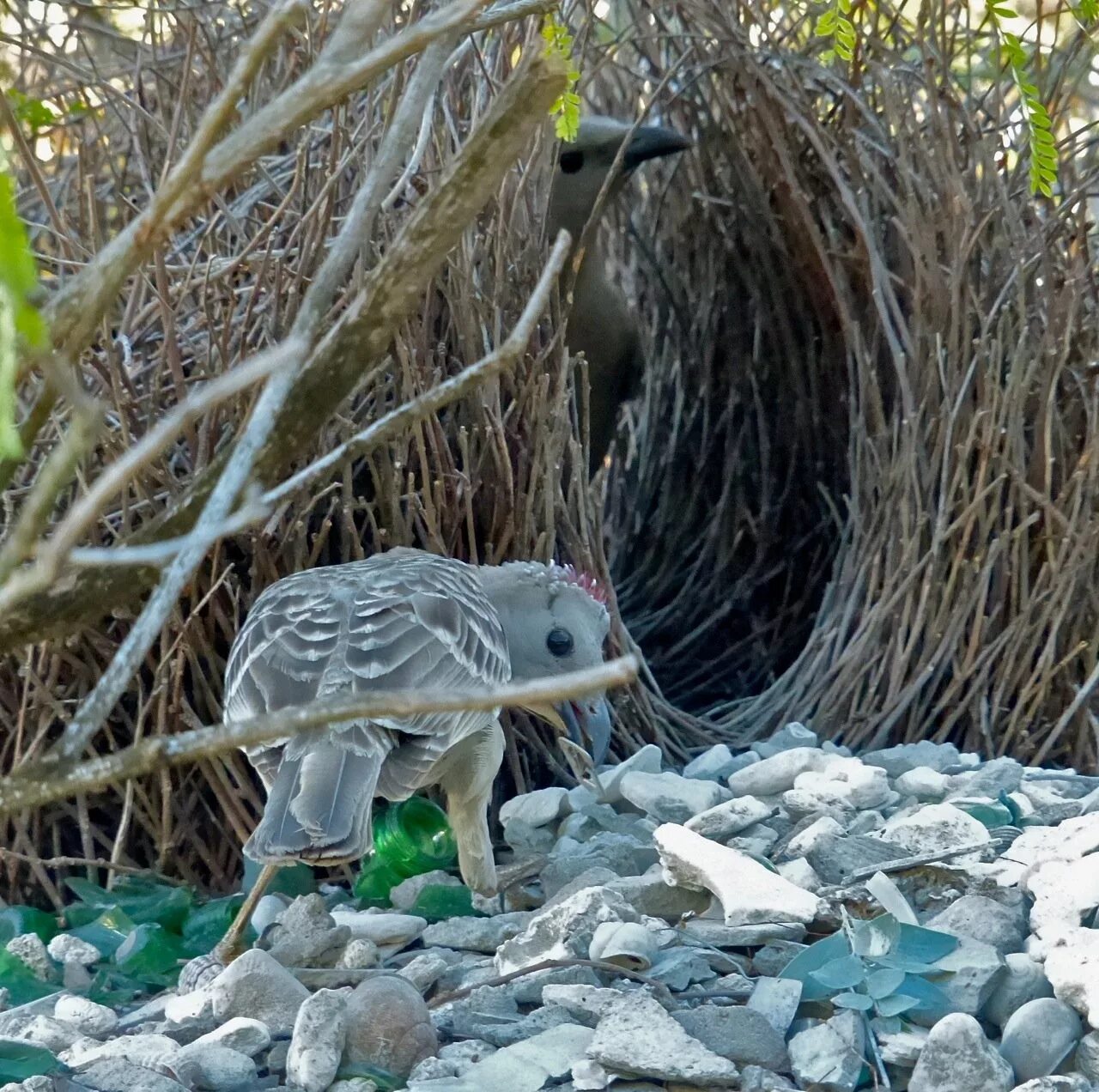 Бобровая плотина вуд-баффало. Животные строят. Гнездо рыжего печника. Какие животные строят. Какие животные строят.