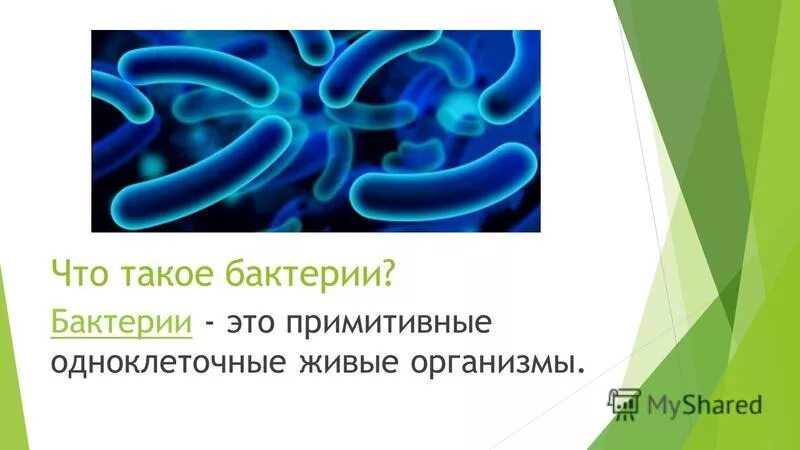 для чего нужны бактерии. роль полезных и вредных бактерий. вредное значение бактерий. заболевания вызванные болезнетворными бактериями. полезные микробы.