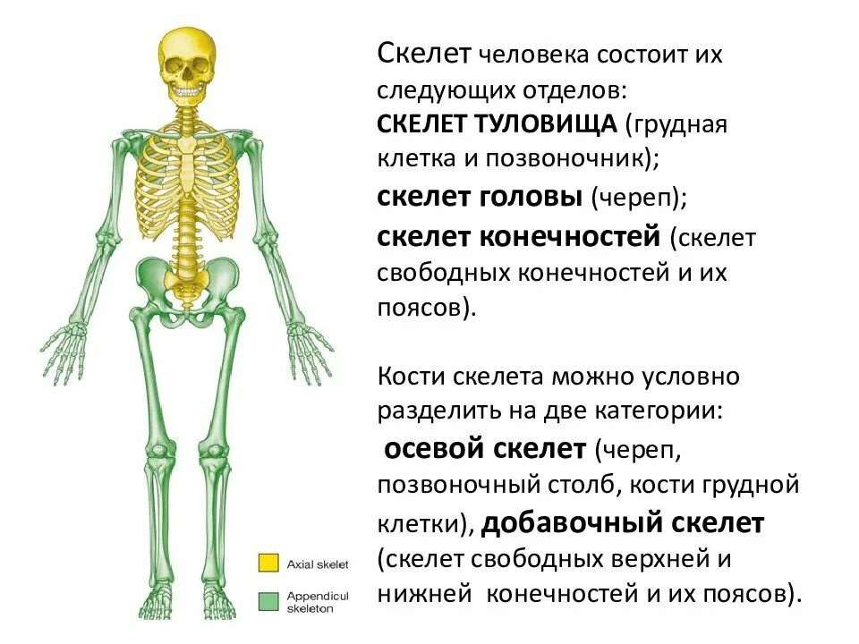 Скелет человека имеет 4 отдела. Основные отделы скелета человека характеристика. Скелет туловища скелет конечностей. Осевой скелет скелет пояса конечностей. Назовите отделы и основные кости скелета.