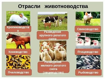 Примеры современного индустриального развития животноводства