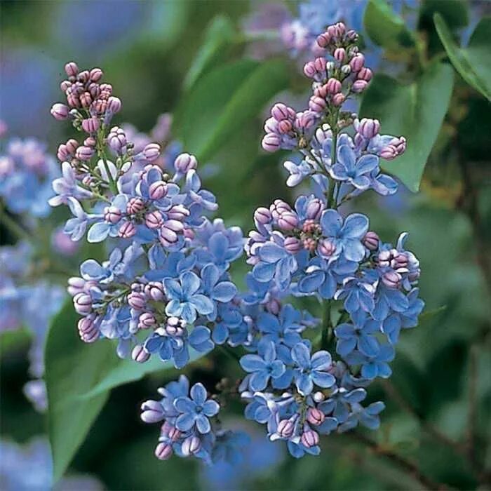Сирень веджвуд блю. Сирень блю дануб. Сирень веджвуд блю. Blue lilac. Lilac blue.
