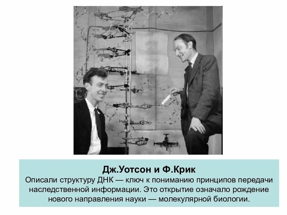Дж. Уотсон и ф. крик открыли структуру ДНК В 1953г.. Открытие Джеймса Уотсона и крика. Дж Уотсон и ф крик.