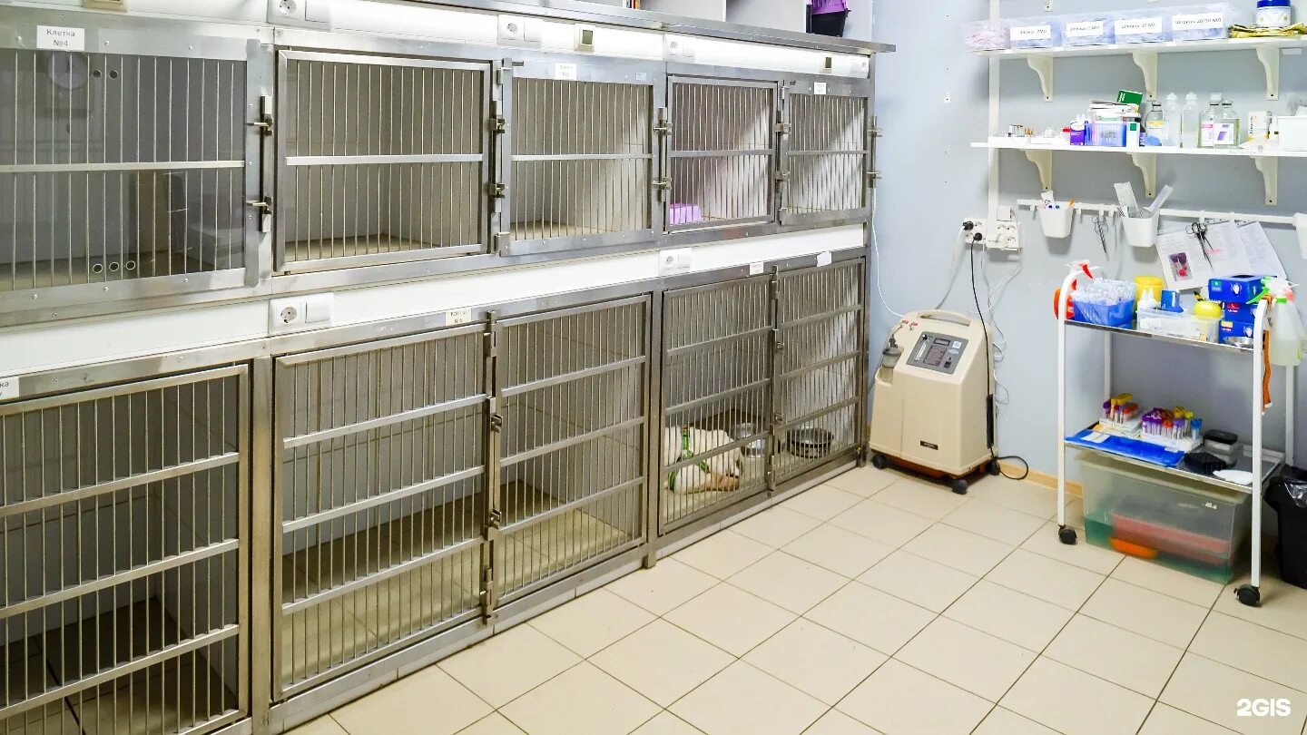 Ковчег центр репродукции и здоровья животных. Ветклиника ковчег москва. оборудование для зоогостиницы. стационар для экзотических животных. зоогостиница лапа.