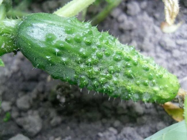 Кивано ангурия. Огурец трюкач f1. Шипы огурцов. Кивано антильский огурец. Шипы огурцов.