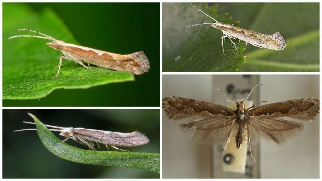 Капустная моль plutella maculipennis curt. Гусеницы капустной моли plutella xylostella. Как избавиться от моли на капусте. Гусеница капустной моли. Капустная огневка гусеница.