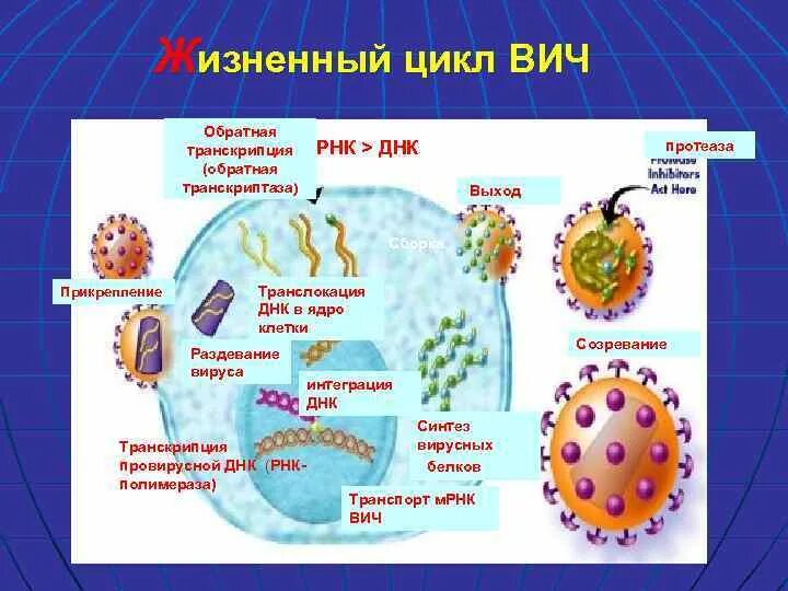 Жизненный цикл вируса иммунодефицита человека. Жизненный цикл ВИЧ. Назвать стадии жизненного цикла ВИЧ. Жизненный цикл вируса иммунодефицита человека картинки.