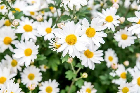 7 Species of Daisies for Your Garden.