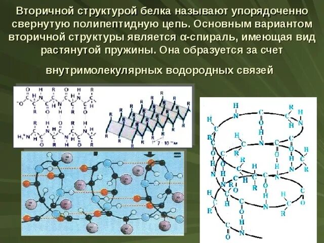 Белково водородные связи. Водородные связи во вторичной структуре белка. Внутримолекулярной водородной связи вторичная структура белка. Вторичная структура белков водородная связь. Внутримолекулярная водородная связь.