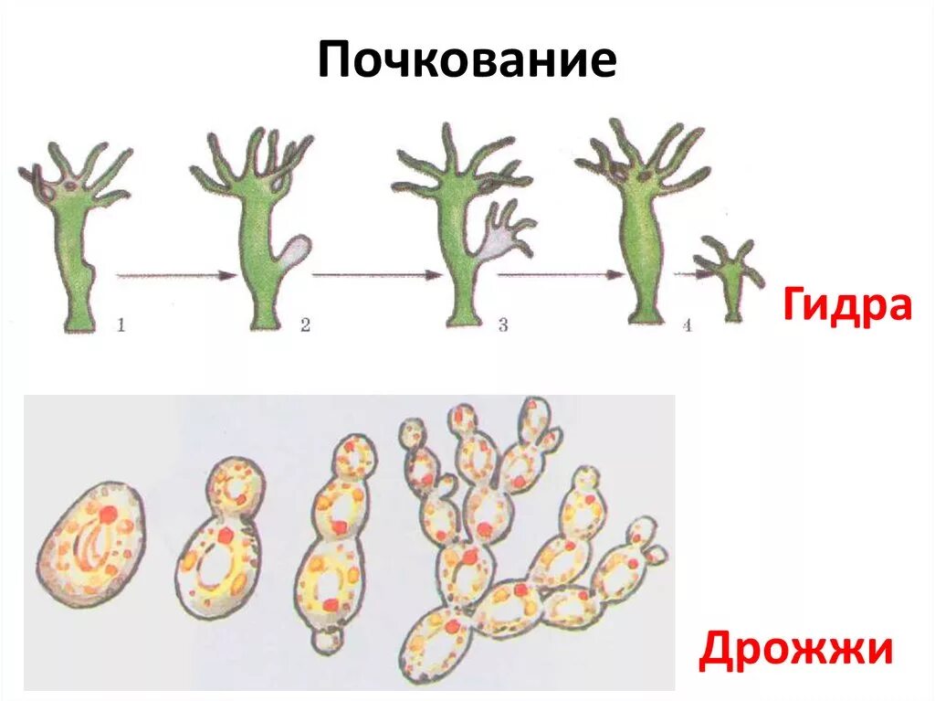 Бесполое размножение происходит с помощью б. Бесполое размножение почкование рисунок. Почкование бесполое размножение. Размножение гидры почкование. Размножение почкованием схема.