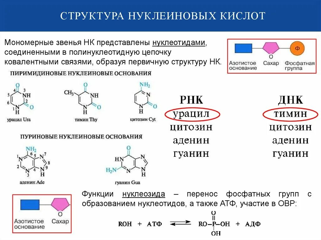 Мономер нуклеиновой кислоты аминокислота. Нуклеиновые кислоты структура ДНК. Третичная структура нуклеиновых кислот формула. Состав структурного звена РНК И ДНК. Структура нуклеиновых кислот РНК.