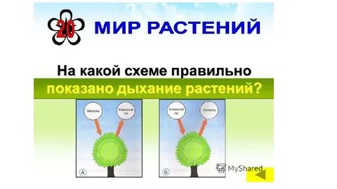 Как дышат растения 3 класс окружающий мир